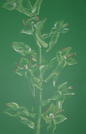 békakonty - Neottia ovata (pasztell)